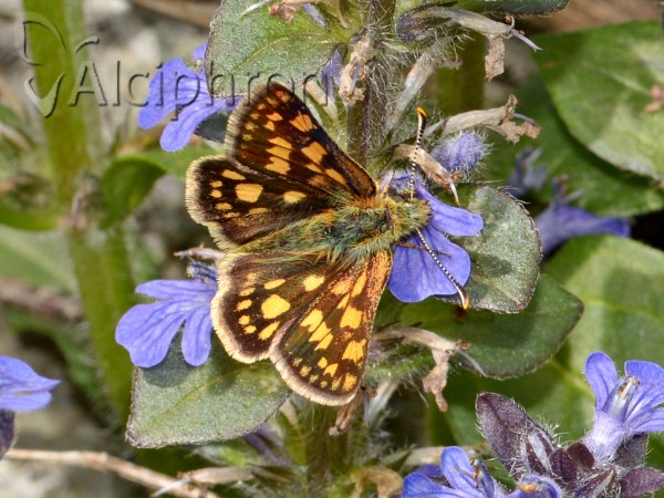 Carterocephalus palaemon