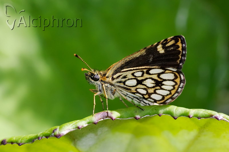 Heteropterus morpheus