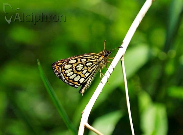 Heteropterus morpheus