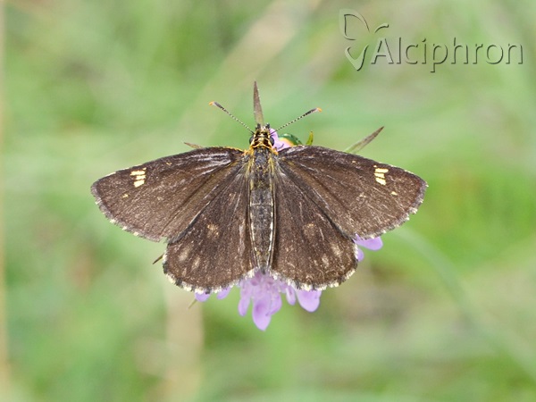 Heteropterus morpheus