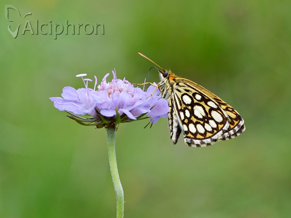 Heteropterus morpheus