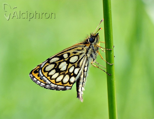 Heteropterus morpheus