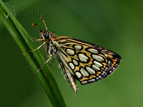 Heteropterus morpheus