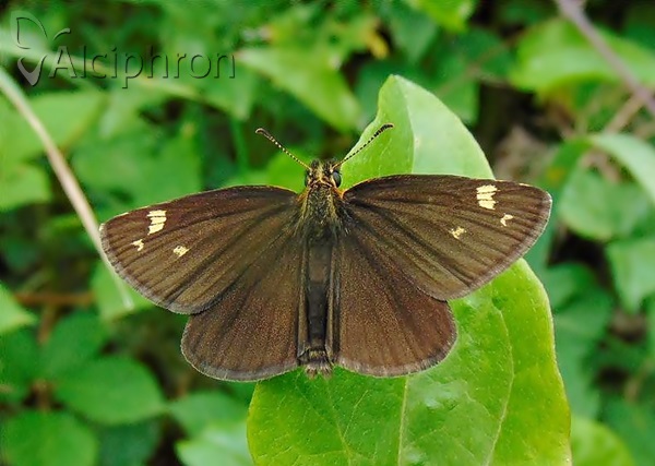 Heteropterus morpheus