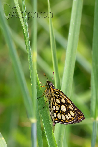 Heteropterus morpheus