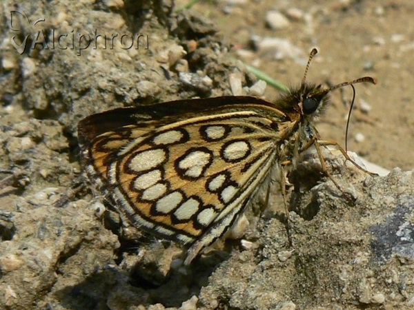 Heteropterus morpheus