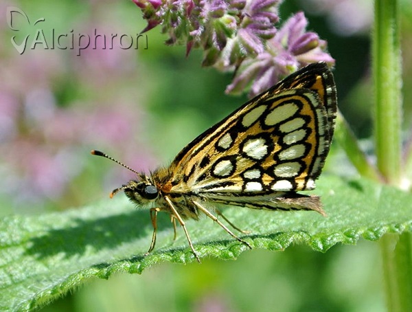 Heteropterus morpheus