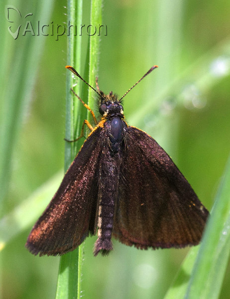 Heteropterus morpheus