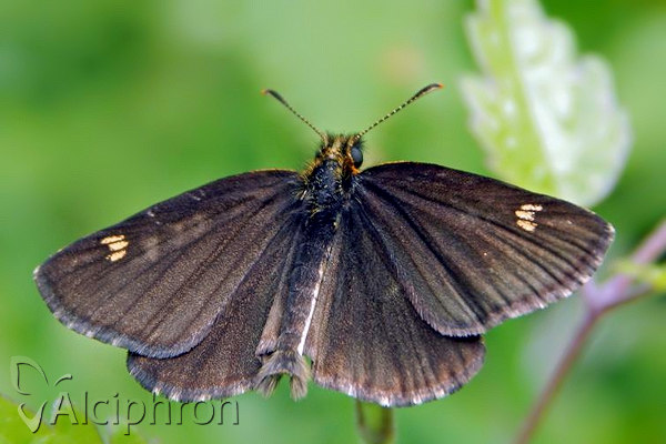 Heteropterus morpheus