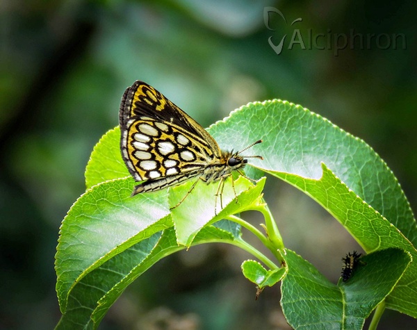 Heteropterus morpheus