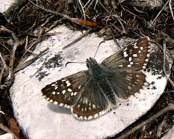 Pyrgus carthami