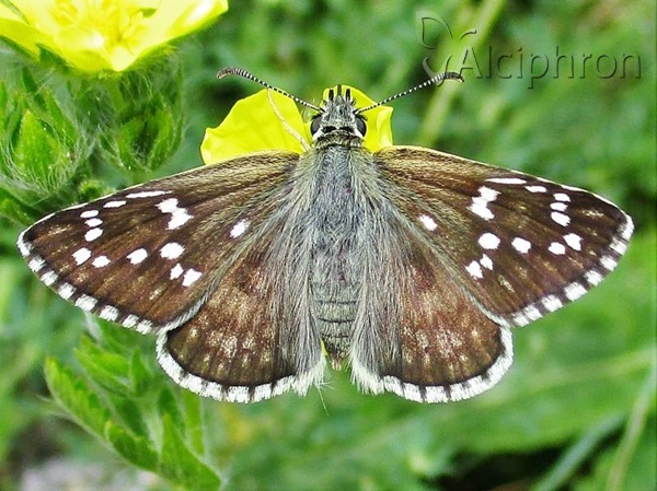 Pyrgus sidae