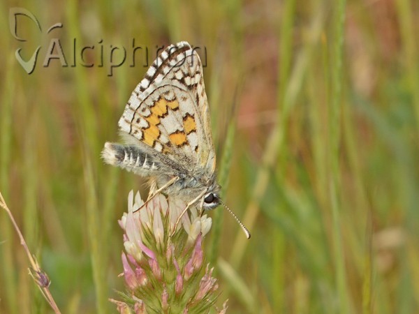 Pyrgus sidae