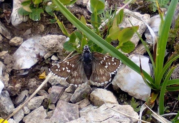 Pyrgus andromedae