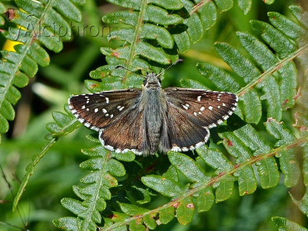 Pyrgus alveus
