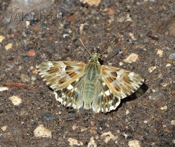 Muschampia lavatherae