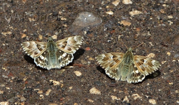 Muschampia lavatherae