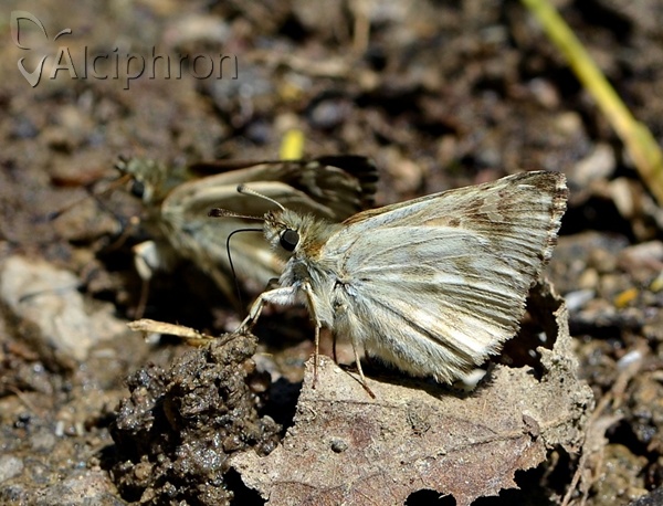 Muschampia lavatherae