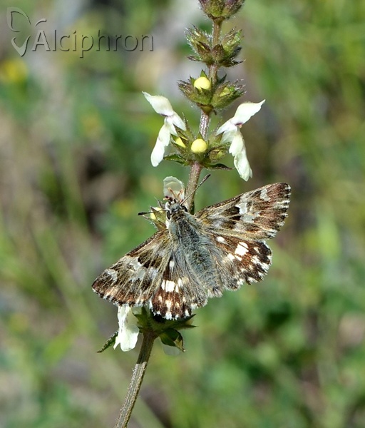 Muschampia lavatherae
