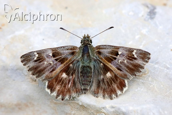 Muschampia floccifera