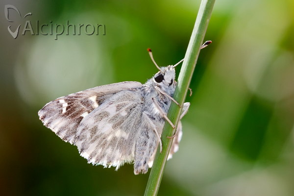 Muschampia floccifera