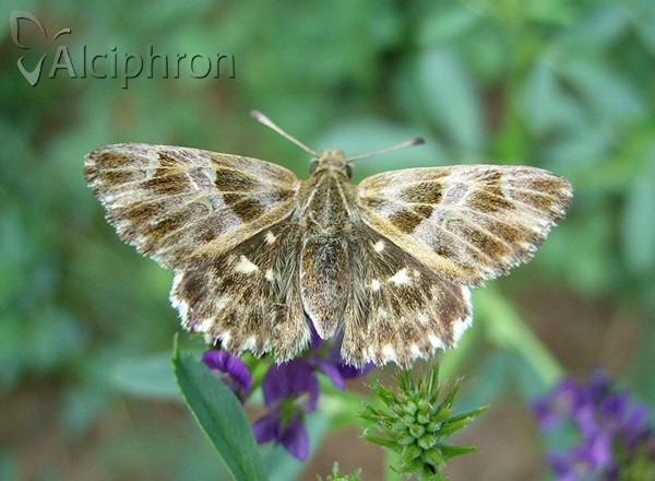 Muschampia floccifera