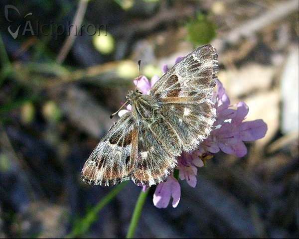 Muschampia floccifera