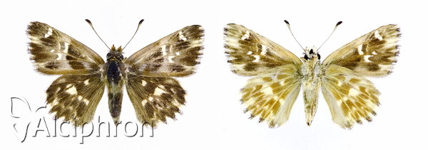 Muschampia orientalis