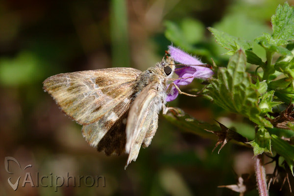 Muschampia orientalis