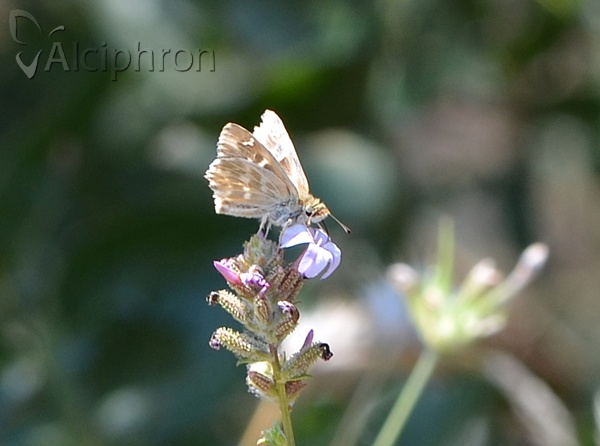 Muschampia orientalis