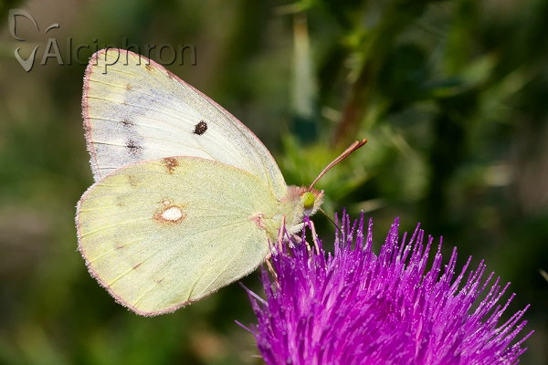 Colias erate