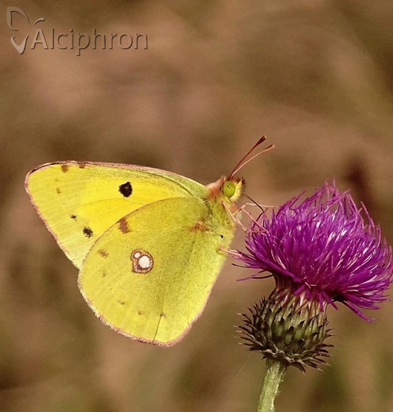 Colias crocea