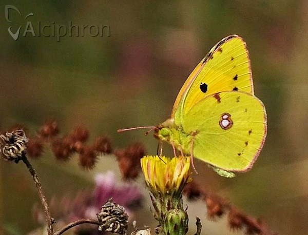 Colias crocea