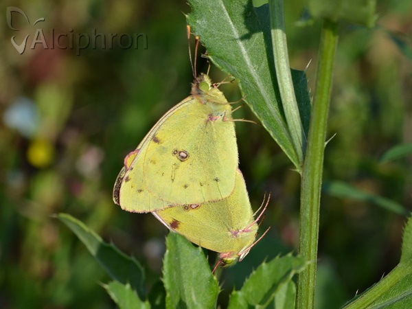 Colias crocea