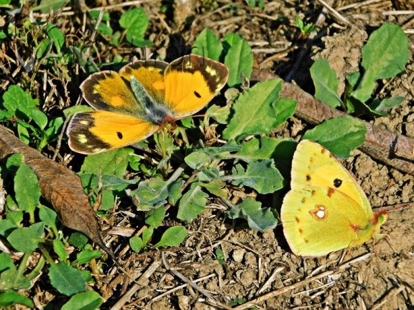 Colias crocea
