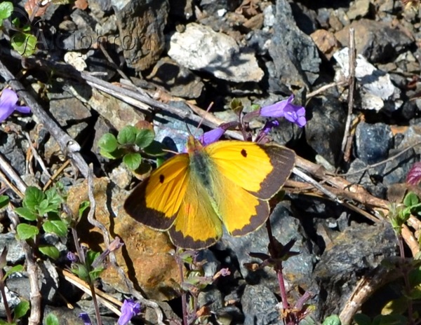 Colias crocea
