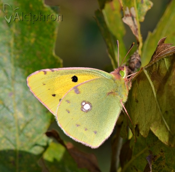 Colias crocea