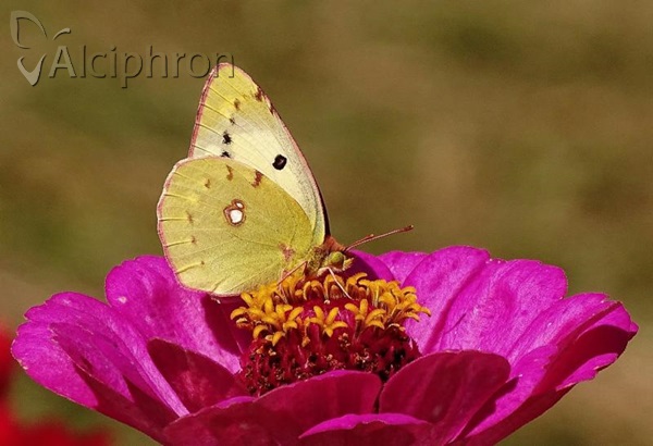 Colias crocea