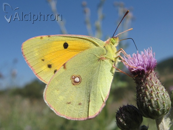 Colias crocea