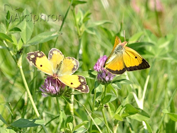 Colias crocea