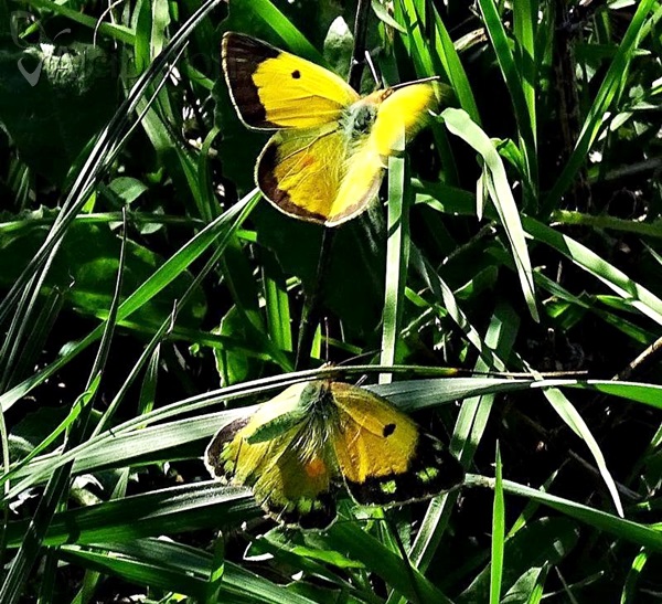 Colias crocea
