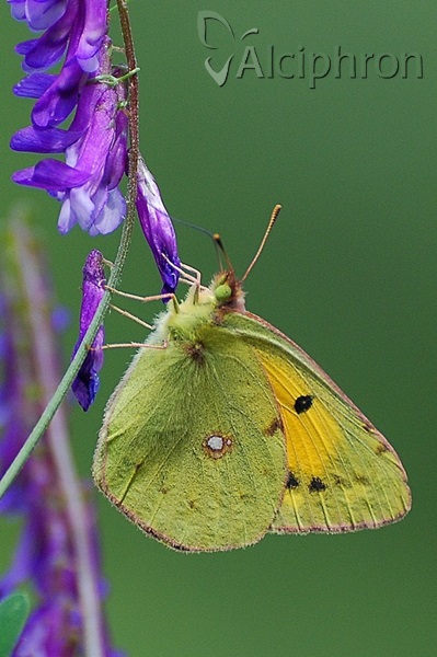 Colias crocea