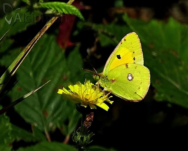 Colias crocea