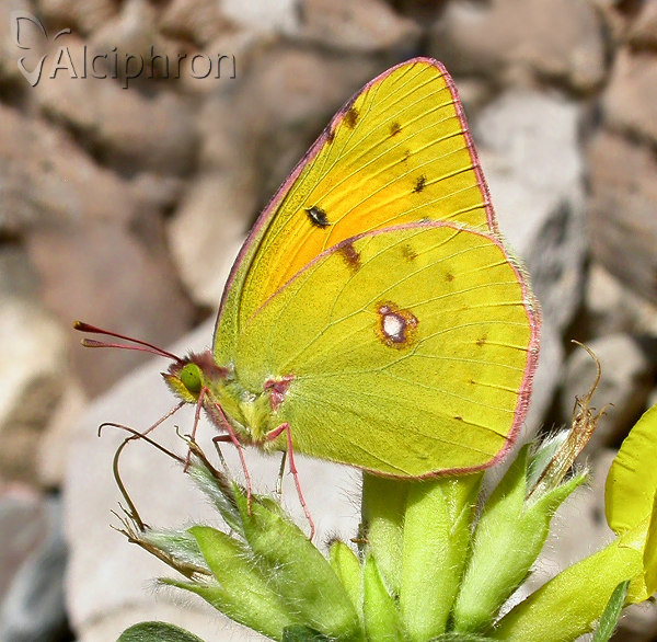 Colias myrmidone