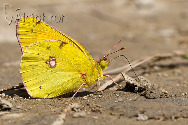 Colias myrmidone