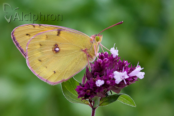 Colias myrmidone