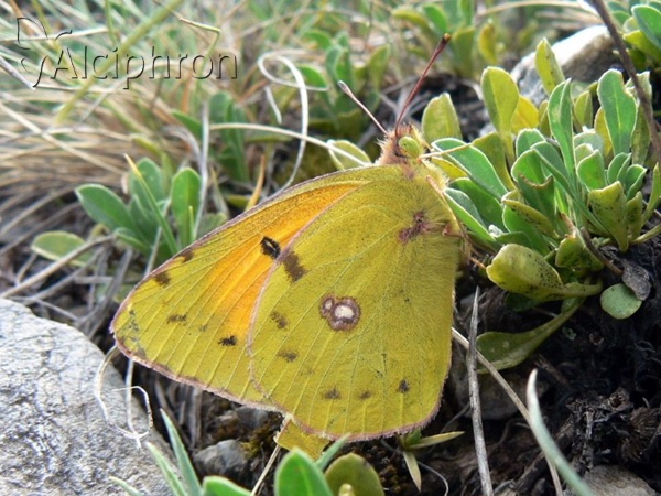 Colias caucasica