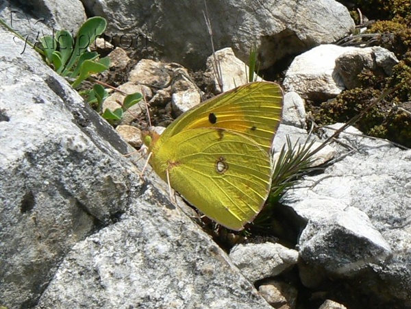 Colias caucasica