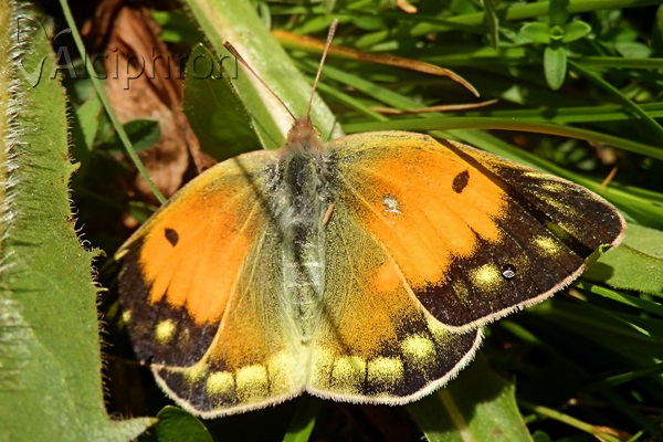 Colias caucasica