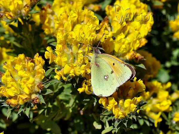 Colias caucasica